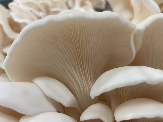 the-marvels-of-mushrooms-natures-nutrient-powerhouses