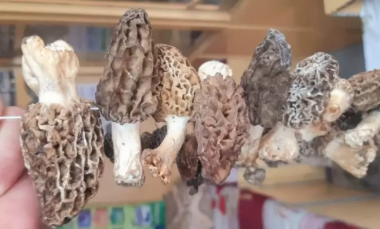 the-golden-mushroom-upper-dirs-natural-treasure-boosts-local-economy