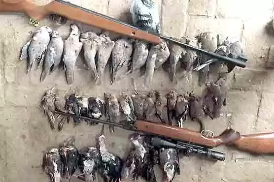 khyber-pakhtunkhwa-wildlife-department-bans-electronic-calls-and-decoys-in-hunting-season