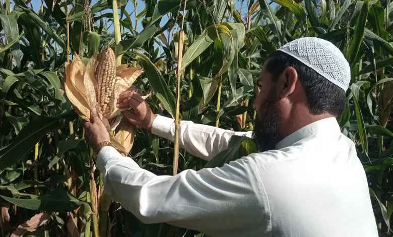 vegetable-farming-in-mohmand-record-growth-amid-challenges