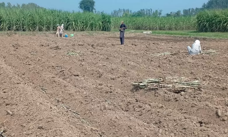 traditional-sugarcane-farming-persists-in-kp-despite-calls-for-modern-techniques