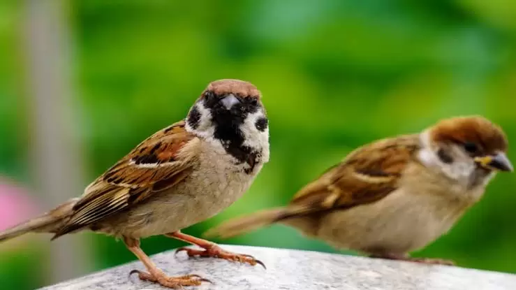 the-vanishing-chirp-declining-sparrow-population-signals-environmental-crisis