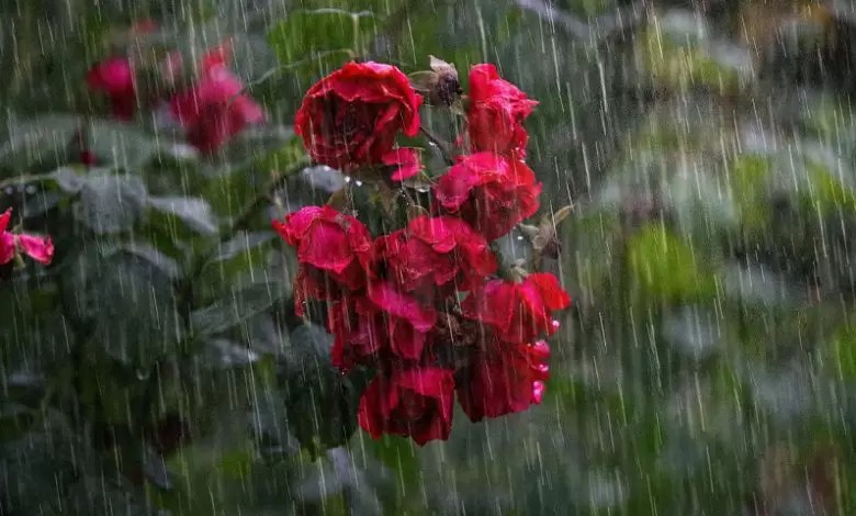 -rain-thunderstorms-expected-across-kp-says-met-office
