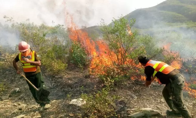 wildfires-ravage-malakands-hills-locals-alarmed-as-incidents-surge-authorities-impose-ban