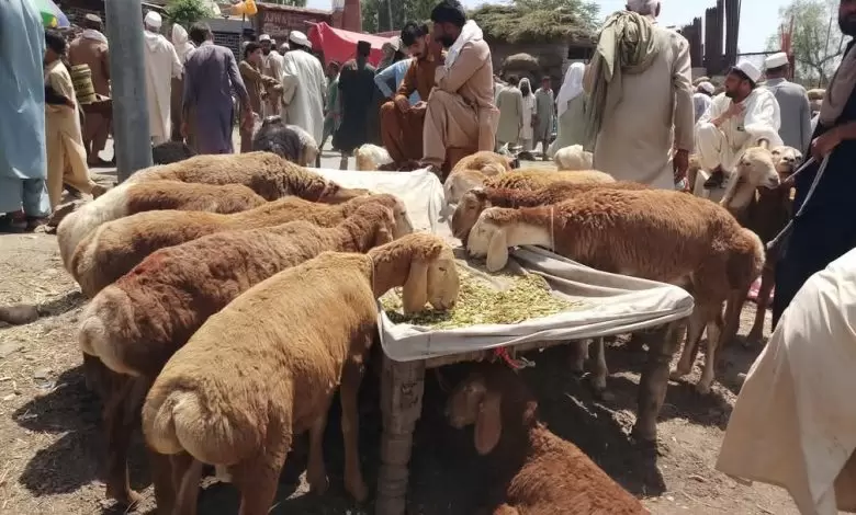 -landi-kotal-elders-demand-lifting-of-ban-on-afghan-sheep-imports-ahead-of-eid