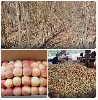 southern-waziristans-fruitful-fields-face-crisis-amid-water-shortage-and-climate-change
