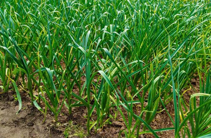 south-waziristans-garlic-experiment-sparks-hope-for-agricultural-revival