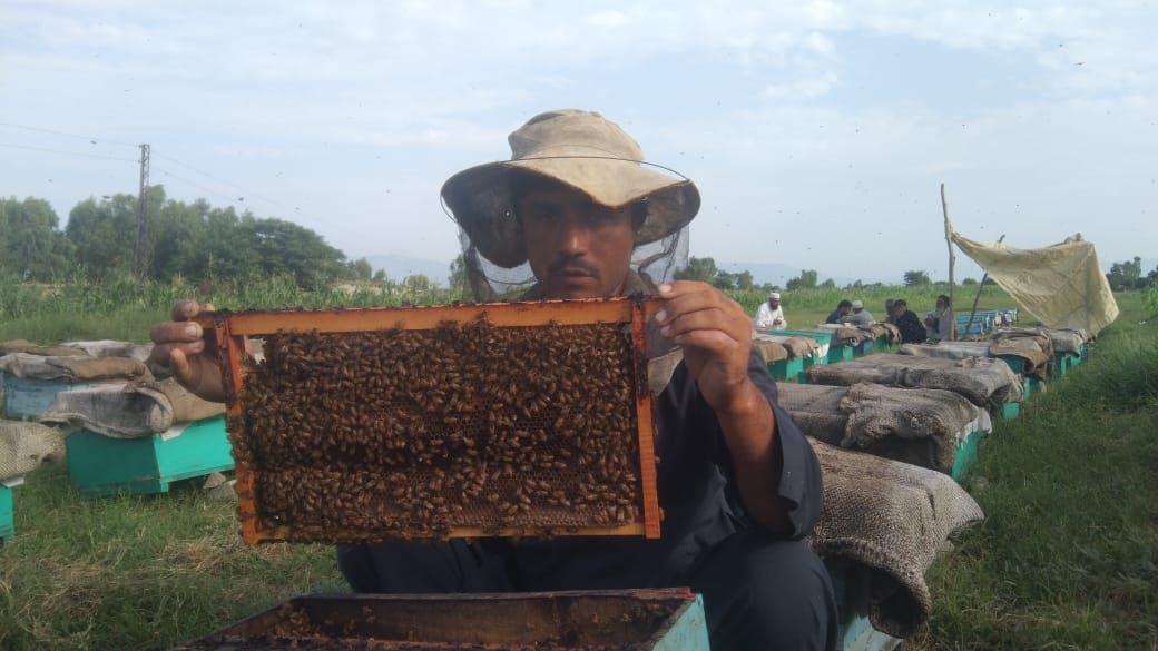honey-business-on-the-brink-of-collapse-afghan-repatriation-threatens-ber-season