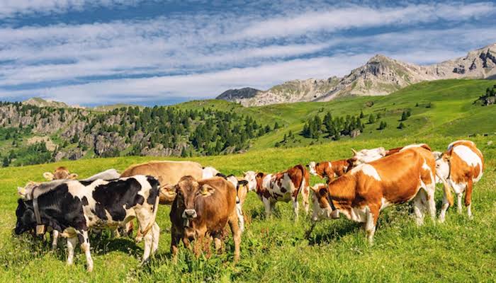 outbreak-of-conjunctivitis-and-livestock-diseases-sparks-alarm-in-tirah-valley