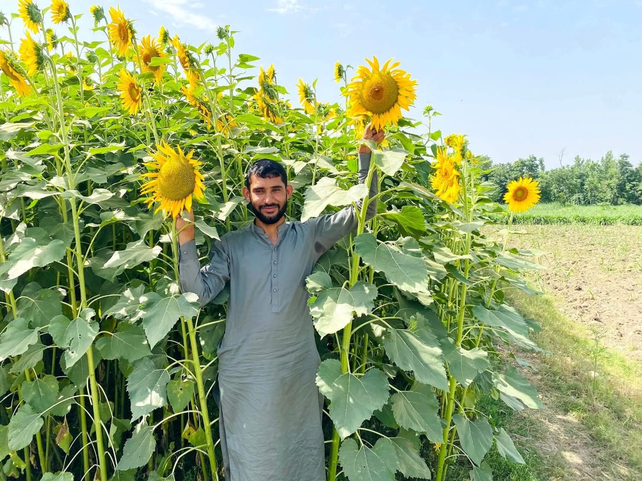 sunflower-bloom-brings-prosperity-to-jamrud-farmers