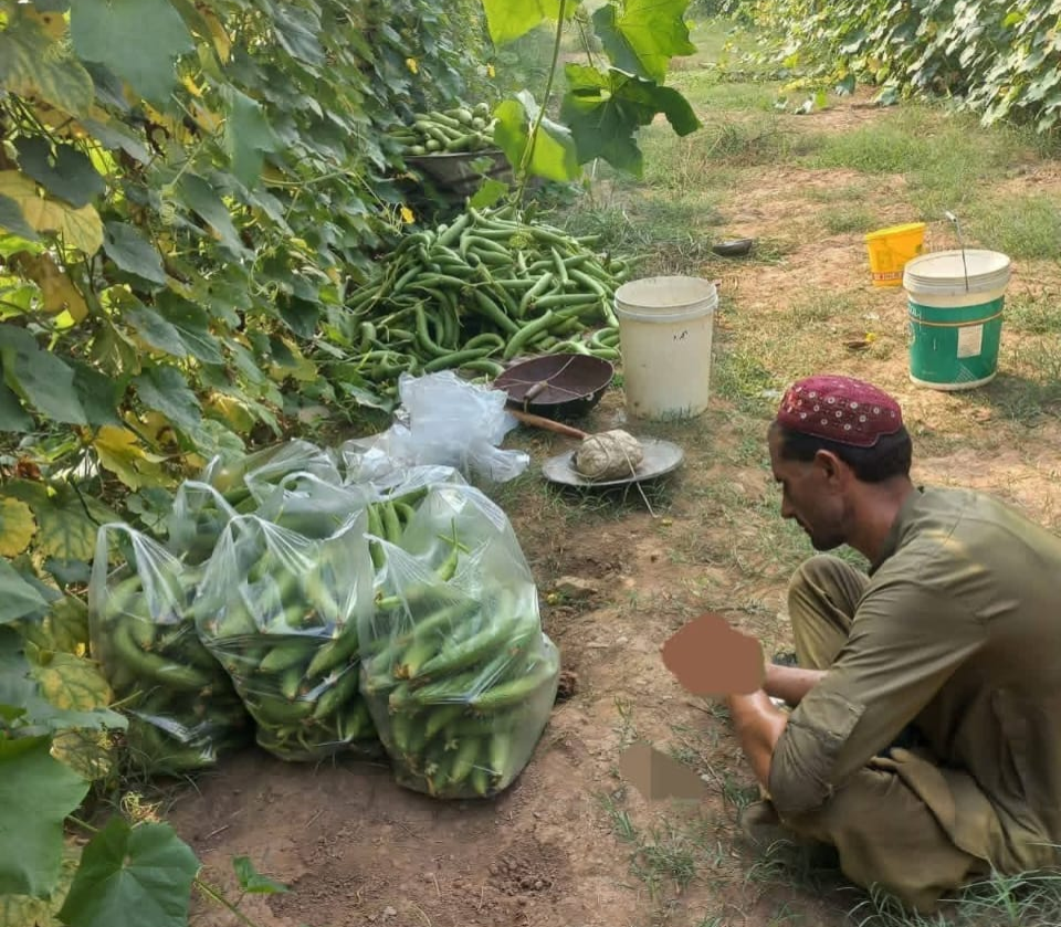 vertical-farming-brings-breakthrough-success-in-jamruds-ghundi-area