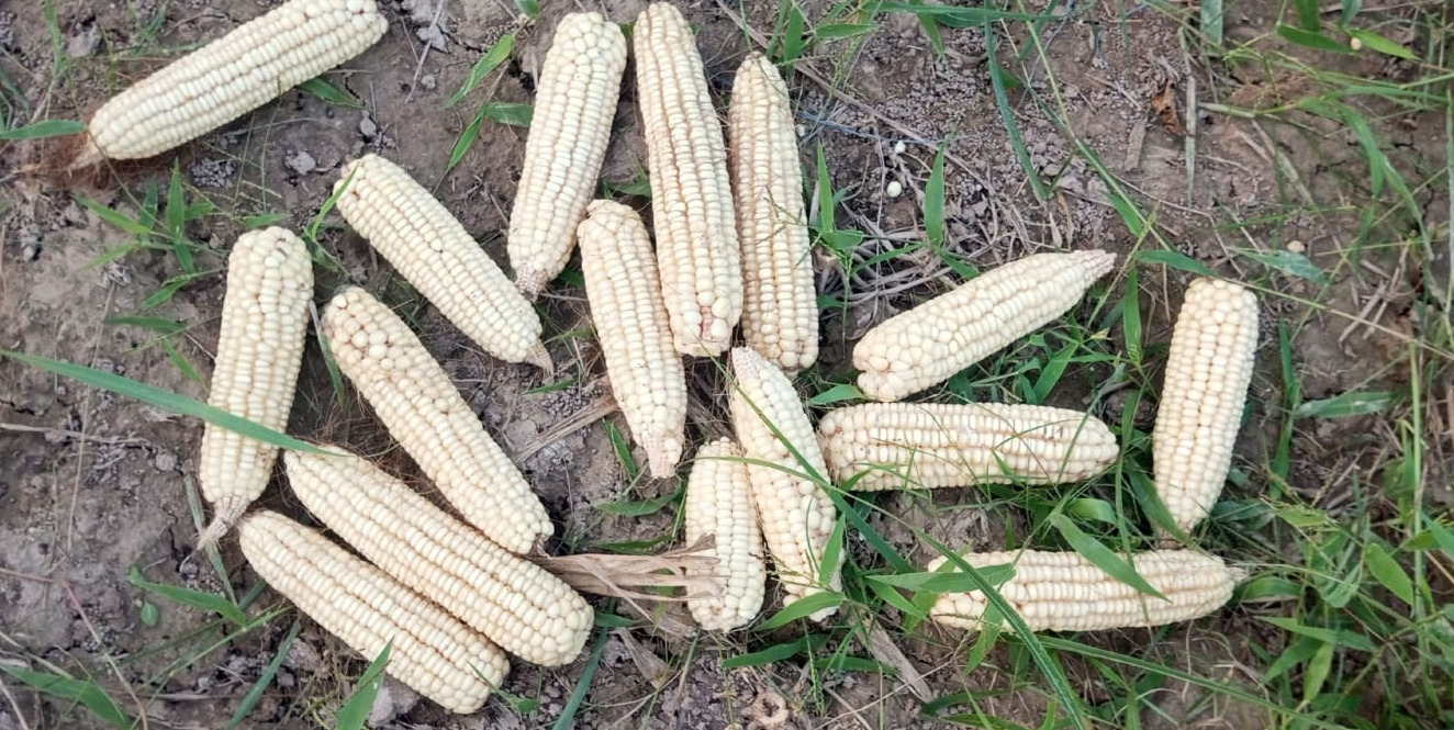 farmer-abdul-rasheed-cultivating-hybrid-sorghum-olive-grafting-campaign-launched-in-khyber