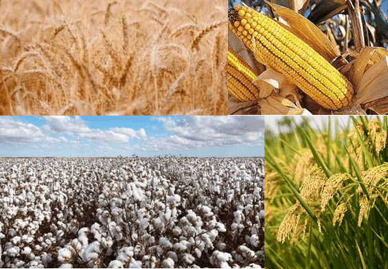 fao-warns-floods-threaten-rabi-crops-in-punjab-and-kp-seed-supply-and-livestock-at-risk