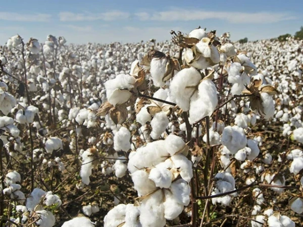 floods-and-rains-threaten-cotton-production-across-pakistan