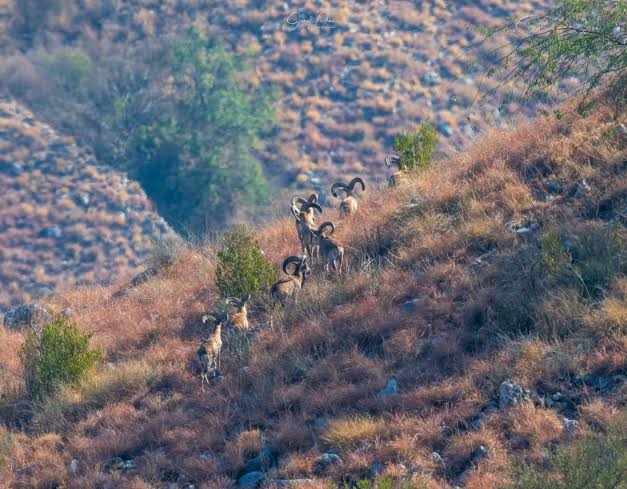 khyber-pakhtunkhwa-becomes-first-province-to-launch-wildlife-restoration-project