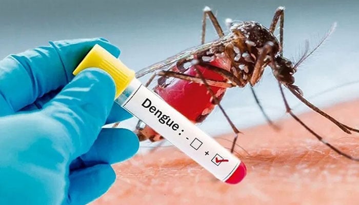 dengue-infections-continue-to-rise-in-kp-38-new-cases-reported-in-24-hours