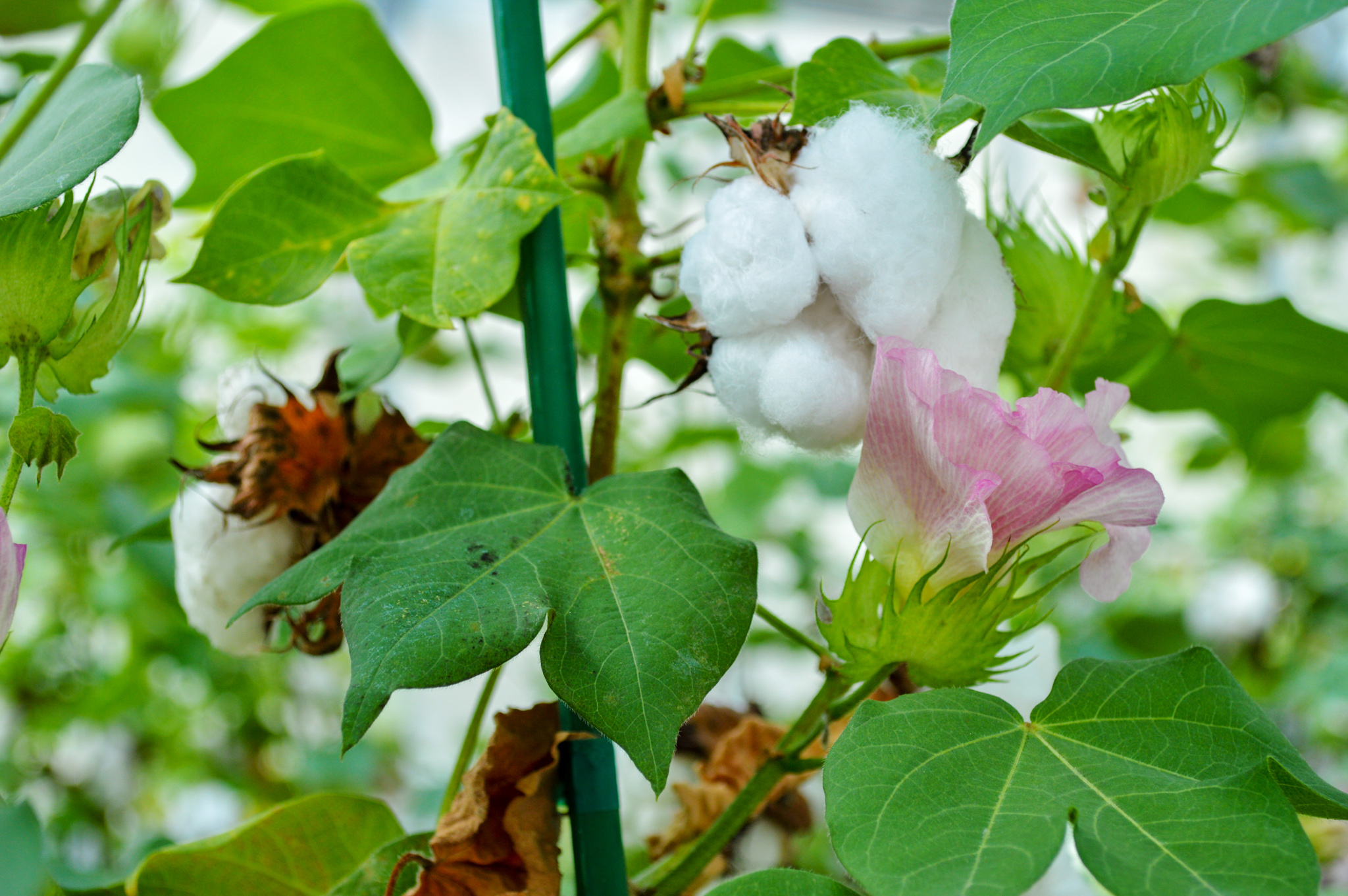 despite-floods-and-production-decline-pakistan-retains-its-place-among-worlds-top-cotton-producers