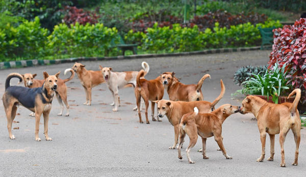 sharp-rise-in-dog-bite-cases-across-kp-sparks-public-health-alarm