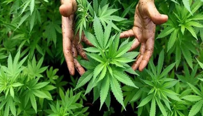 kp-government-moves-to-legalise-cannabis-cultivation-for-industrial-medical-and-scientific-use