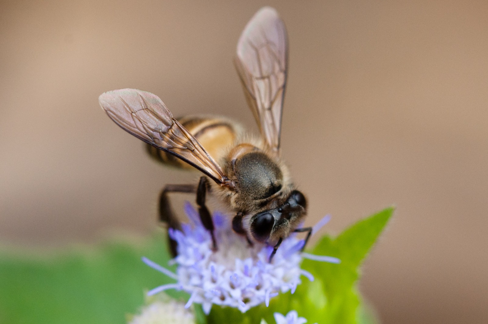 how-climate-change-is-transforming-insect-populations-in-pakistan