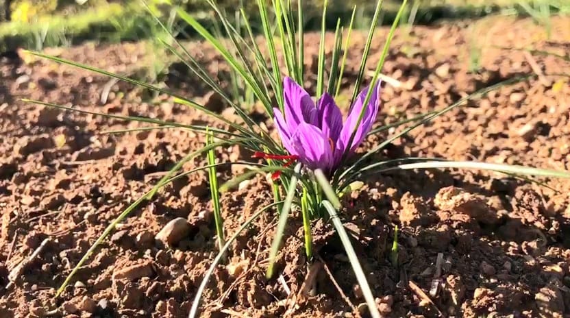 saffron-cultivation-successfully-introduced-for-the-first-time-in-upper-dir