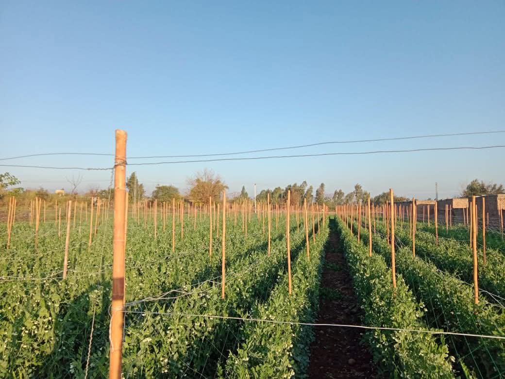 modern-farming-boosts-pea-harvest-in-khyber