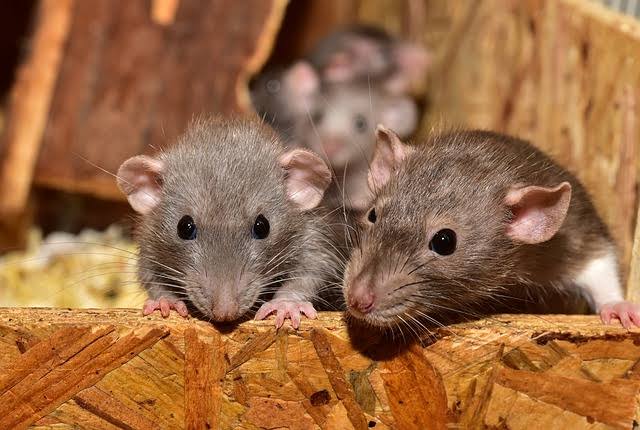 rat-menace-reaches-peshawar-high-court-as-public-health-fears-mount