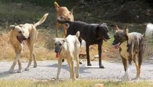 stray-dog-attacks-in-karak-five-injured-including-two-women