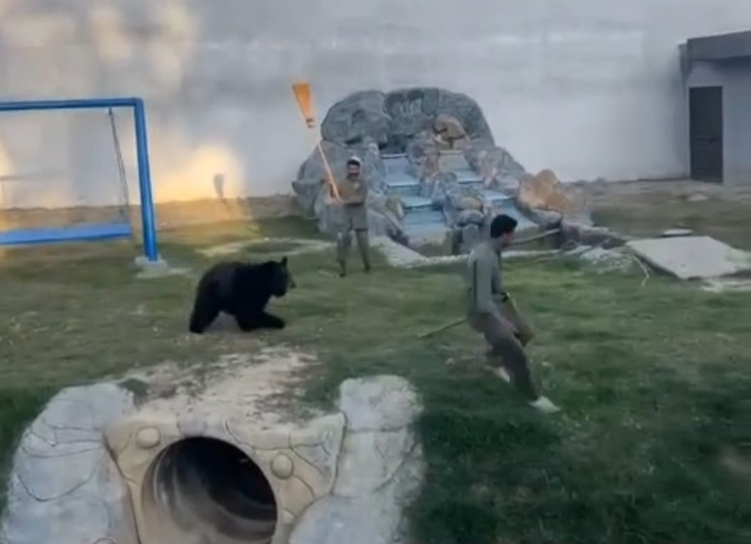 swat-zoo-under-scrutiny-after-dramatic-bear-chase-video