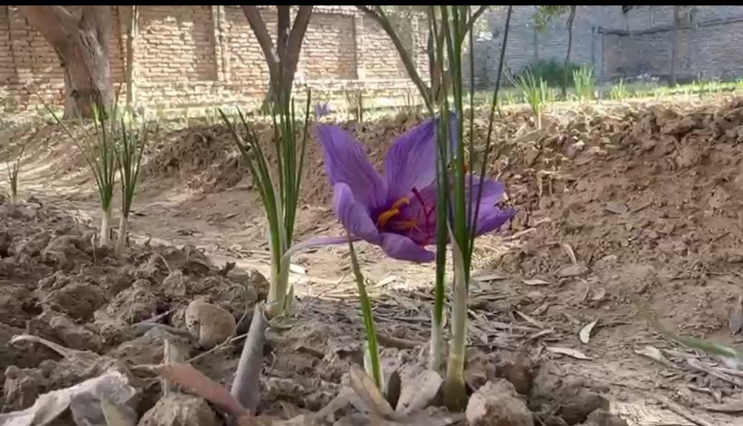 saffron-revolution-in-swat-red-gold-reshapes-farmers-future