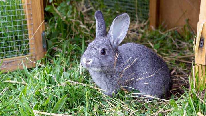 wildlife-department-cracks-down-on-illegal-hare-hunting-in-kohat