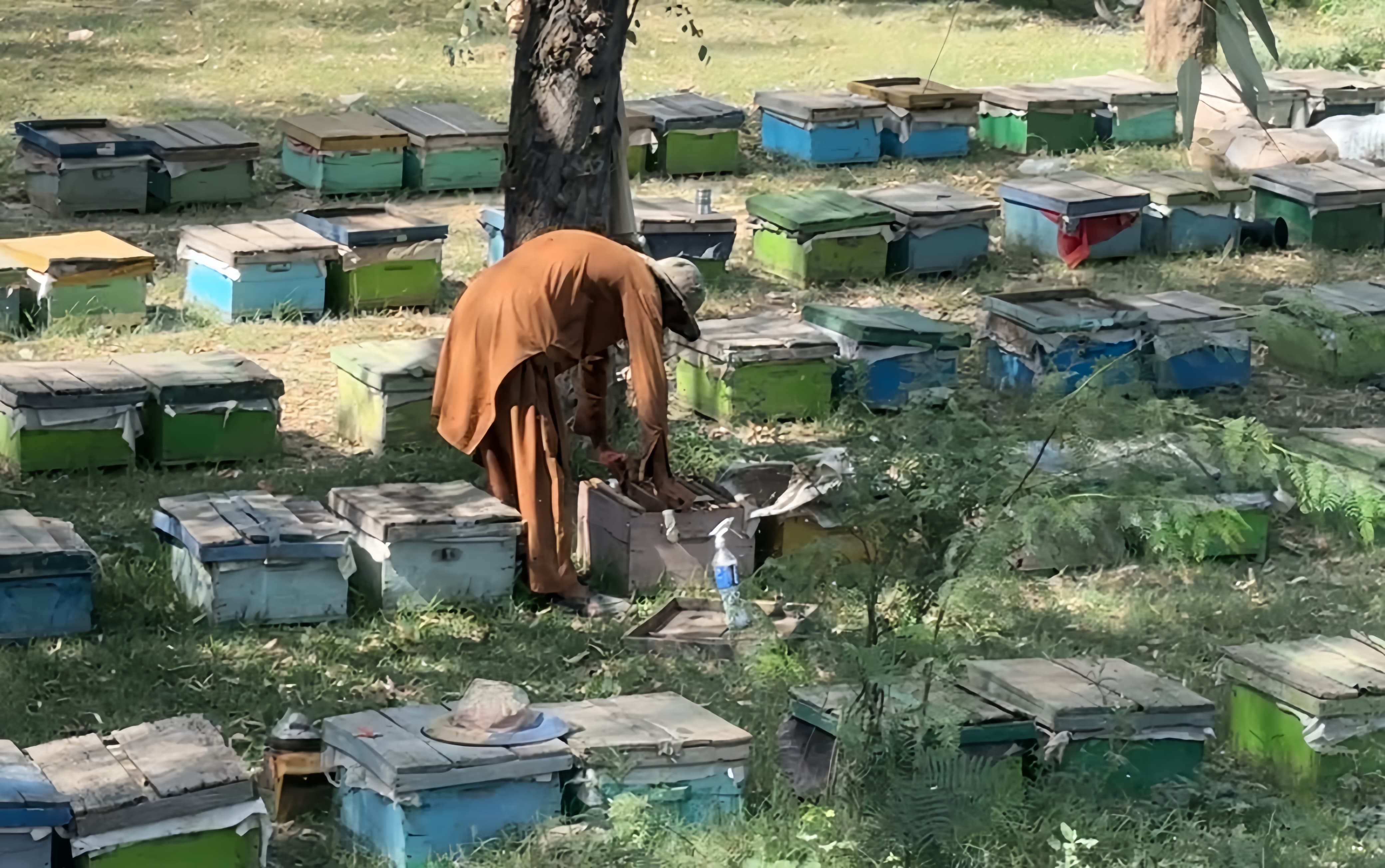 a-buzzing-industry-in-danger-afghan-beekeepers-fear-collapse-of-pakistans-honey-sector