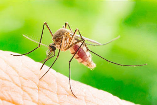 outbreak-fear-in-landi-kotal-as-malaria-cases-continue-to-rise