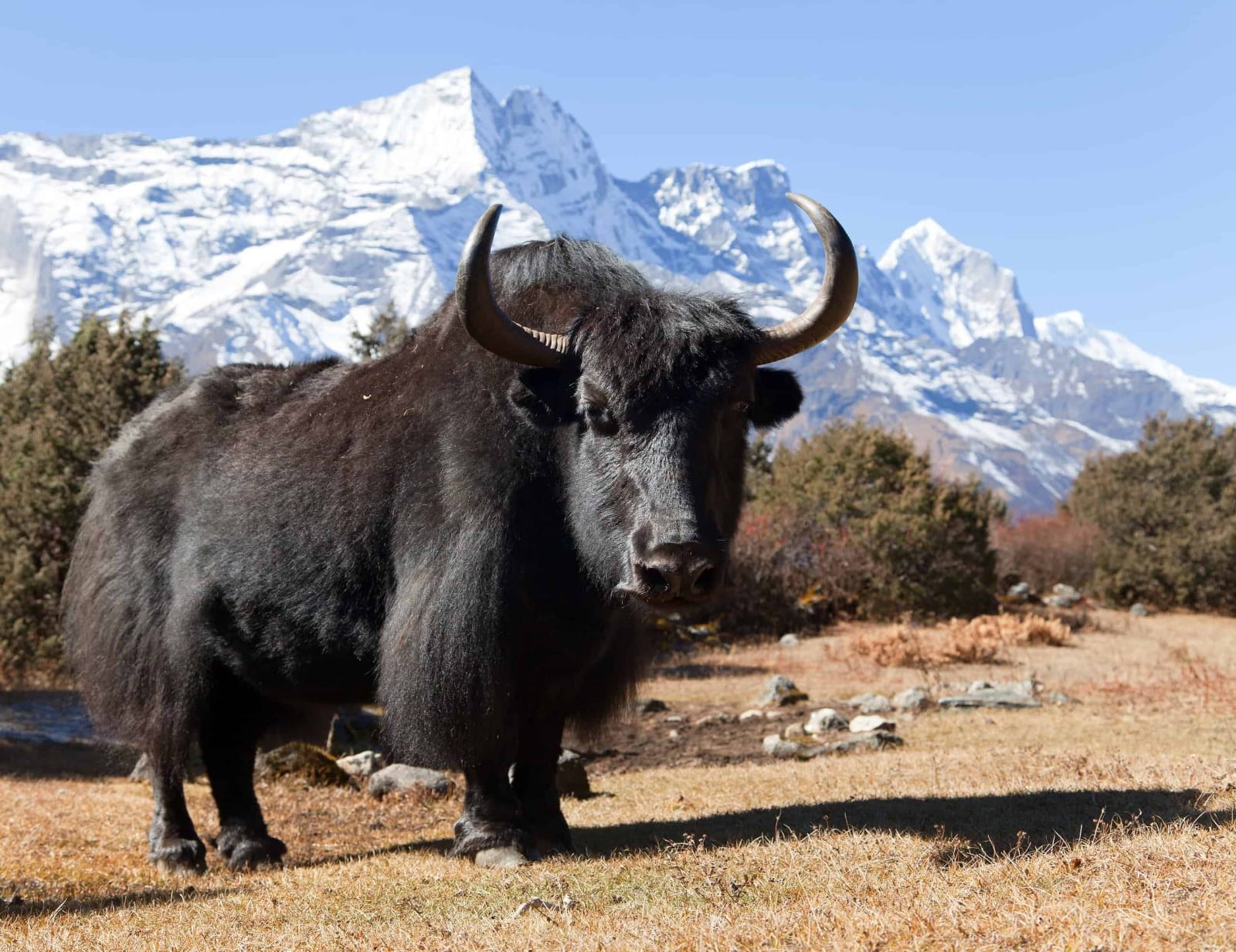 kp-moves-to-save-dwindling-yak-population-with-new-breeding-research-facility