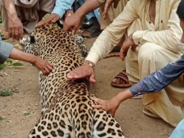 kp-launches-probe-after-illegal-leopard-hunting-in-bajaur