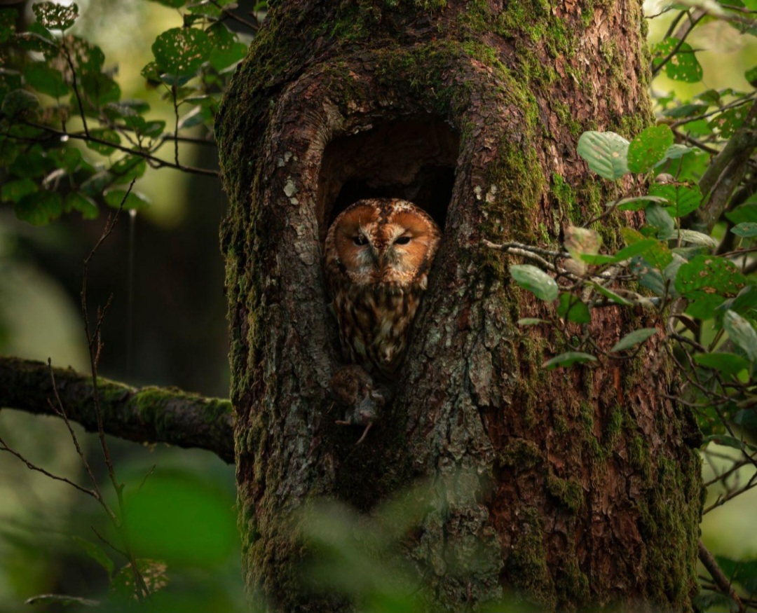 when-the-forest-falls-silent-tracking-shangla-vanishing-owl-nests