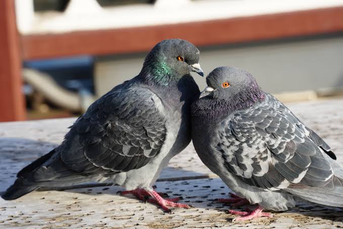 wildlife-department-allows-russian-pigeon-hunting-across-kp-with-new-rules
