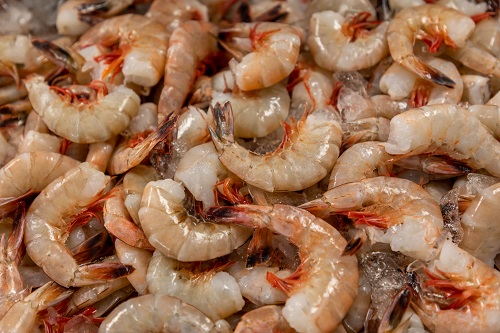 can-shrimp-farming-become-a-new-business-opportunity-in-kp