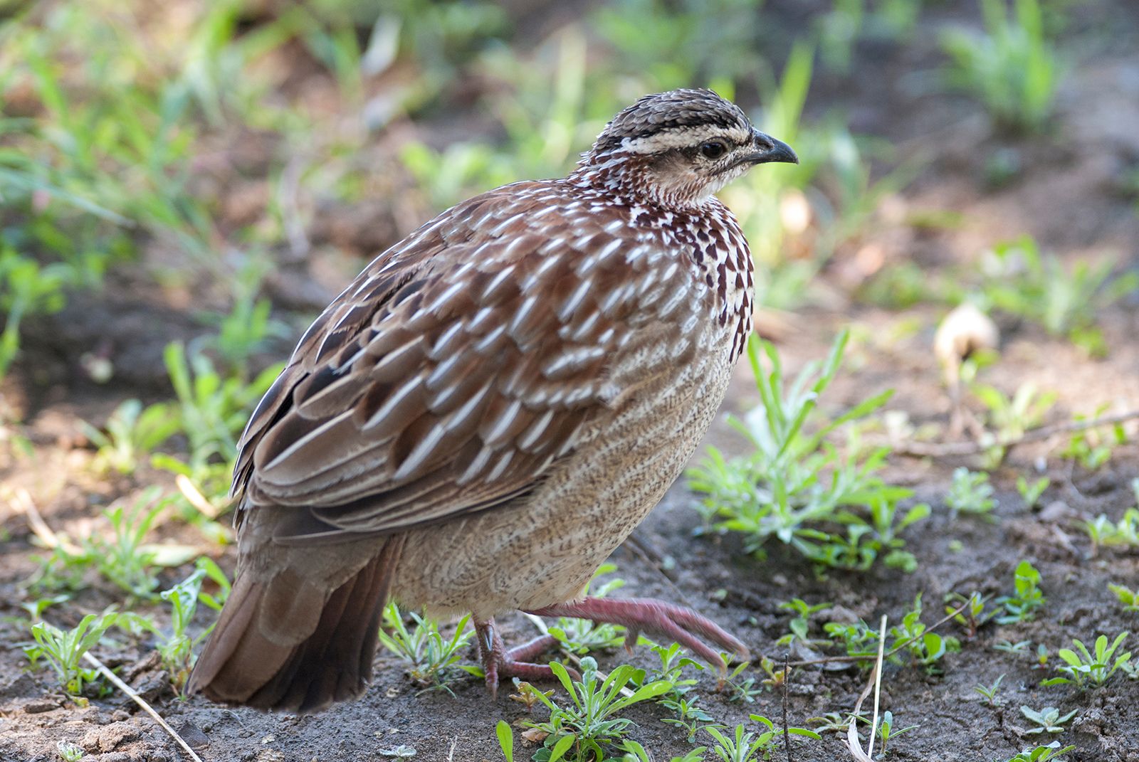 quail-hunting-allowed-in-kp-under-strict-conditions