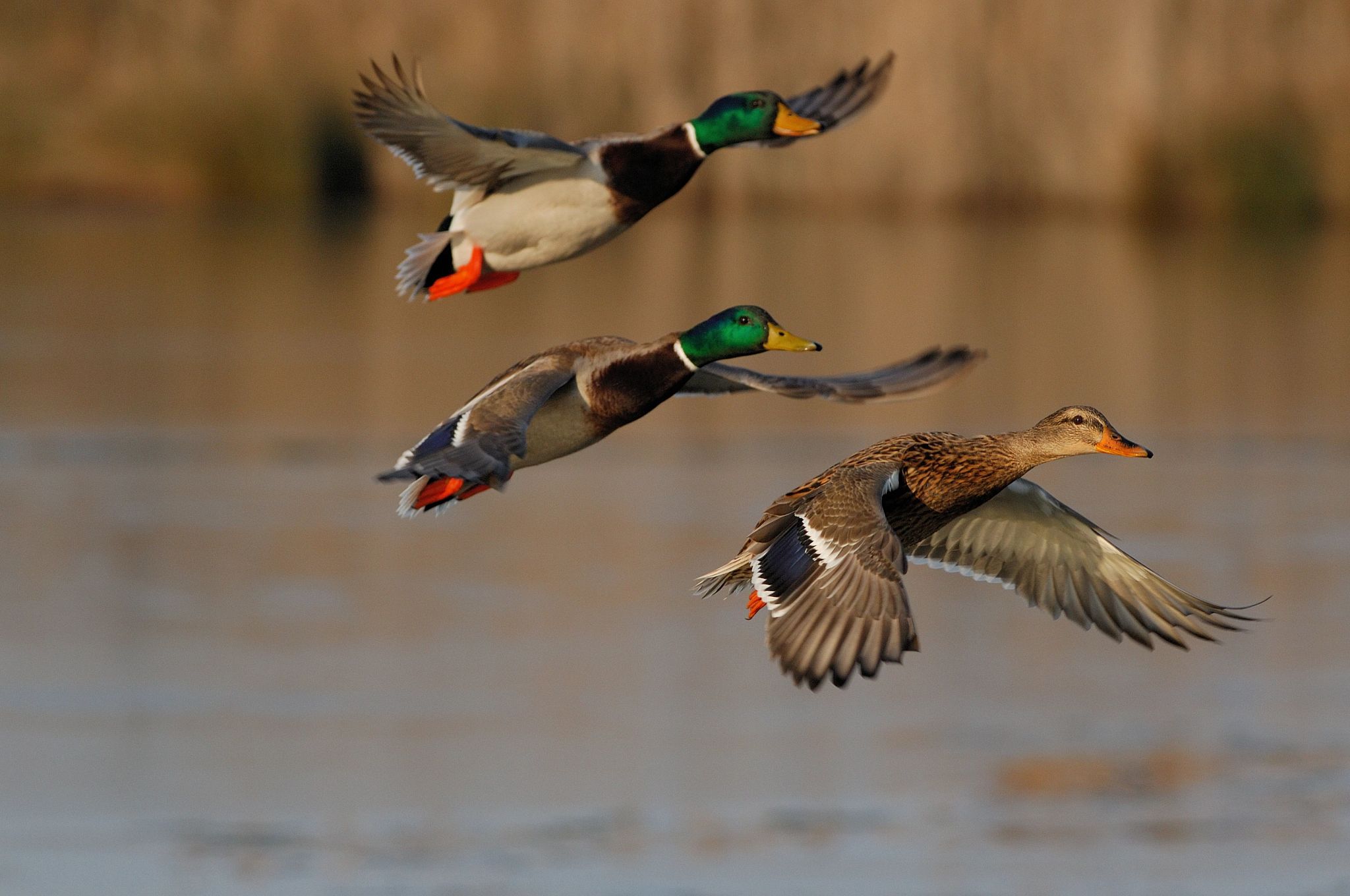 kp-announces-duck-hunting-season-with-strict-new-restrictions