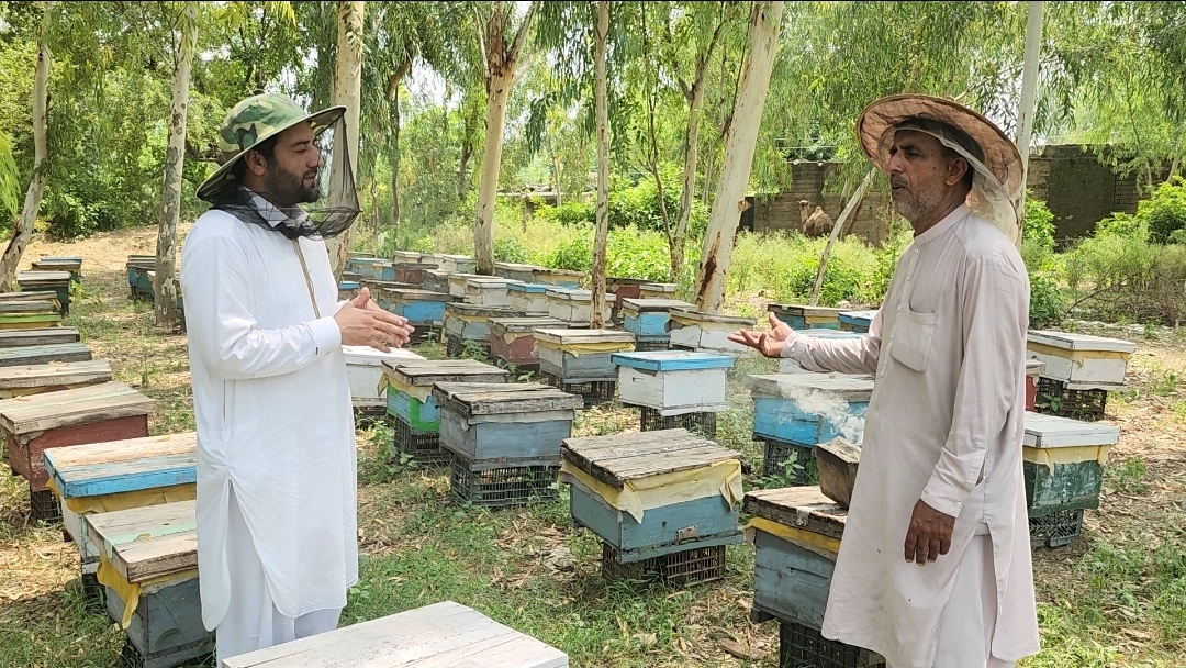 vanishing-blooms-rising-risks-mardans-beekeepers-battle-a-changing-climate
