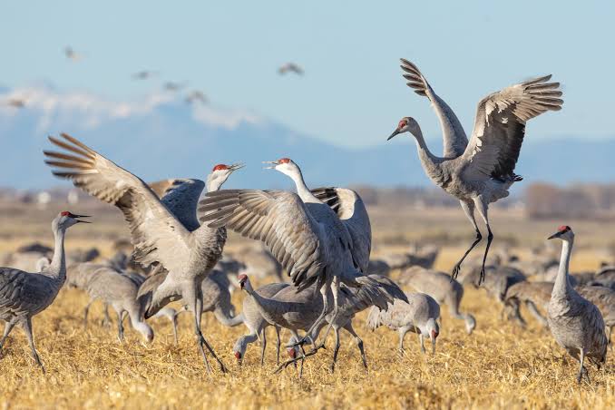 kp-opens-live-crane-catching-season-under-new-wildlife-rules