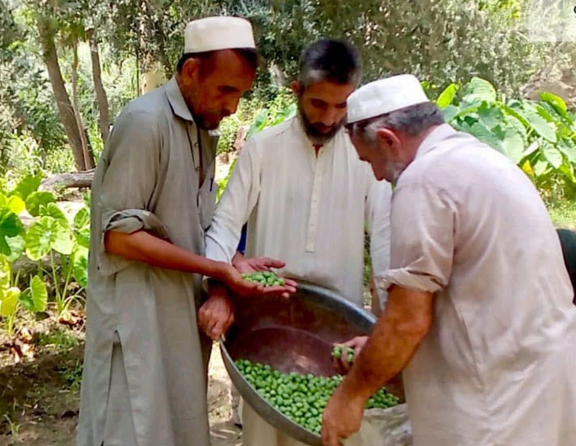 olive-farming-takes-root-in-khyber-as-production-doubles-in-a-year