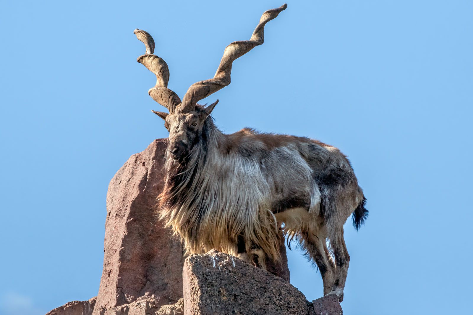 markhor-hunting-licences-fetch-millions-in-kp-auction