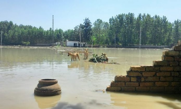 A view of inundated Lucky Animal Protection Center