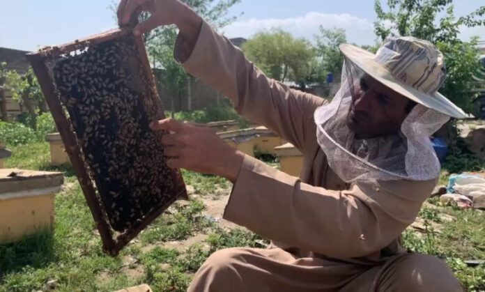 Khyber Pakhtunkhwa beekeepers have faced heavy losses in last year floods and demanding compensation for their losses.