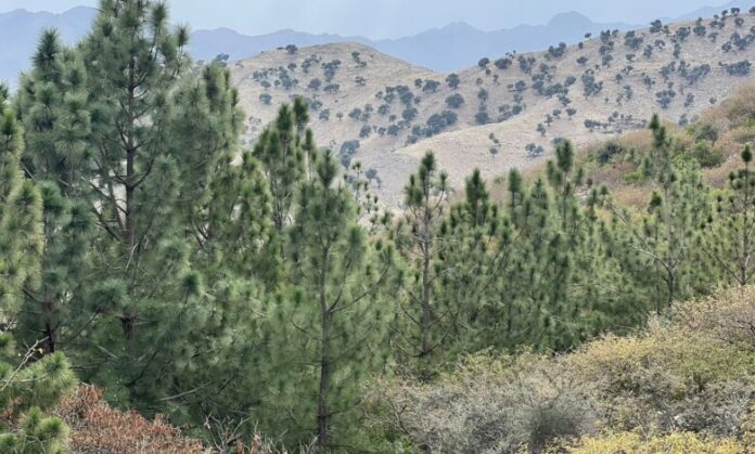 A resident of Landikotal has planted more than 50,000 trees on his land in 30 years.