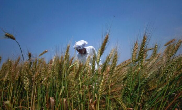 rains affecting crop production in KP