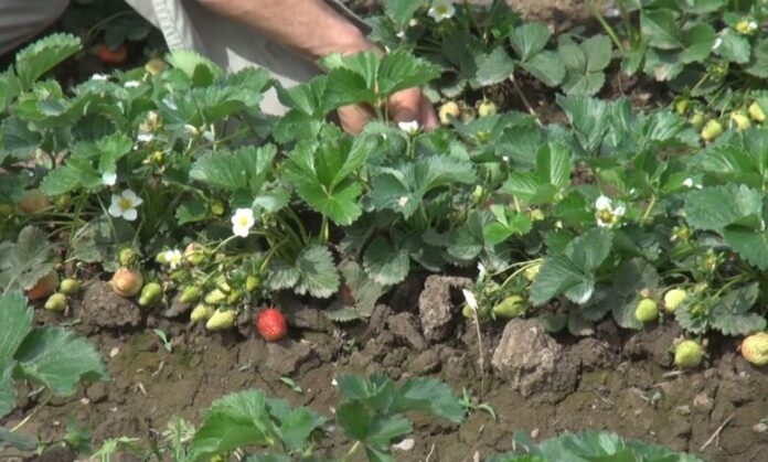 Strawberies i Charsaddda