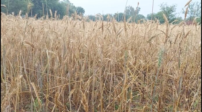 climate effects on KP Wheat